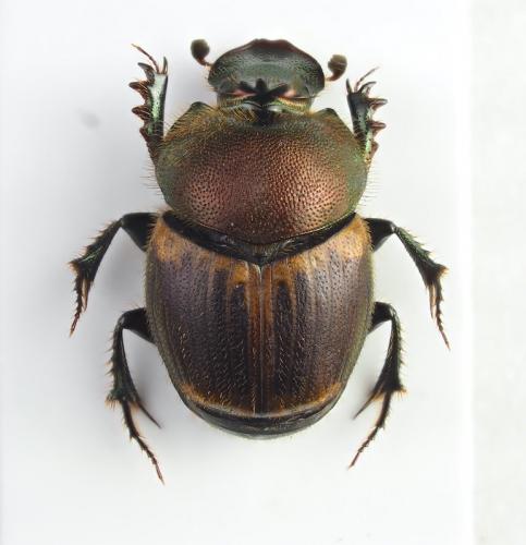 Onthophagus coenobita